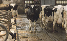 Bluetongue Temporary Control Zone announced in Monmouthshire
