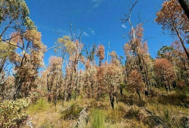 The big dry: forests and shrublands are dying in parched Western Australia