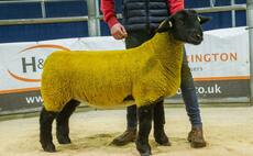 Dark Diamonds Suffolks peak at 17,000gns