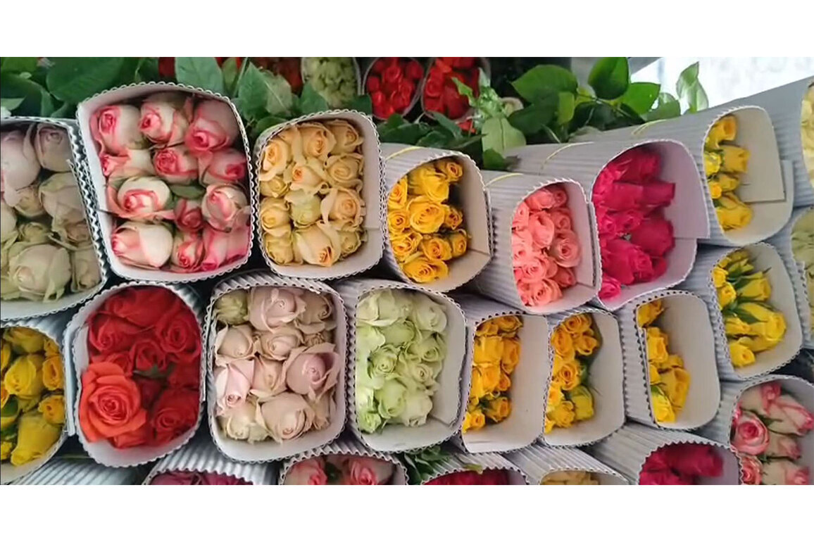 Tamil Nadu: Rose exports from Krishnagiri district surge ahead of Valentine's Day