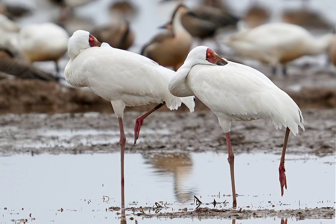 CHINA-JIANGXI-YUGAN-WHITE CRANES (CN)
