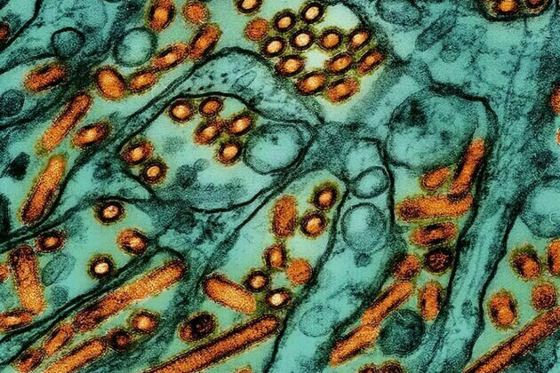 Heeding the lessons of COVID-19 in the face of avian influenza