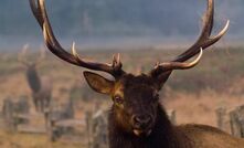 Elk reports strong production for its transformational year 