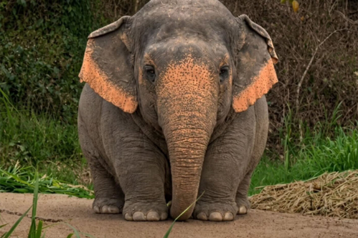 Delhi Police uses viral 'Borneo Pygmy elephant' meme to promote road safety