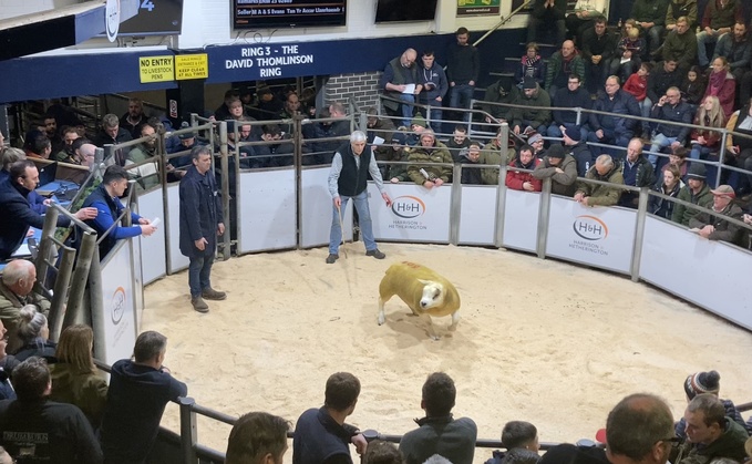 Texel Crackers peak at 30,000gns