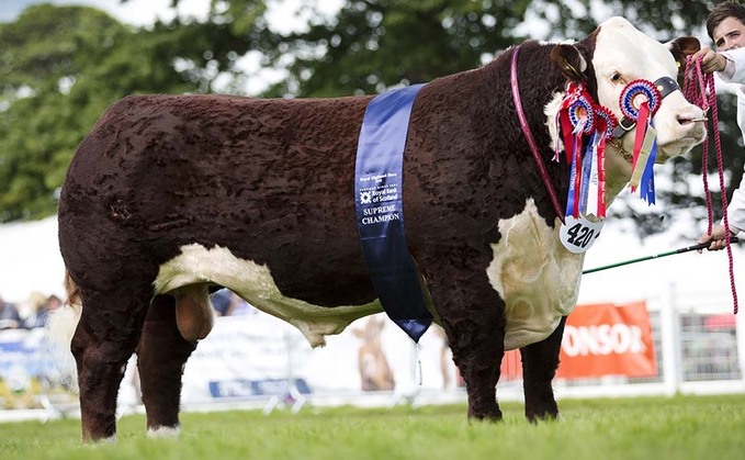 Breed Societies special: Herefords stride through history