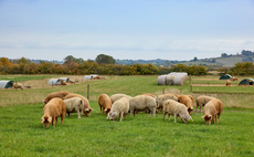 Sharp commercial focus for regenerative farming brothers