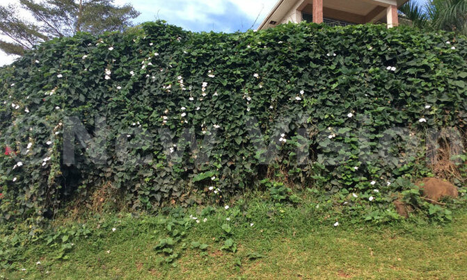 How to beautify your hedges with plants How to beautify your hedges with plants