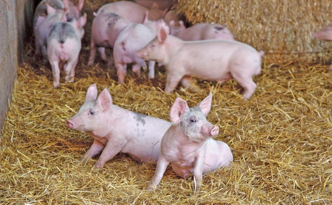 Scottish pig sector is fighting for its future
