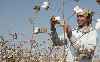 Nearly a quarter of the world's cotton is produced under the Better Cotton Standard, which aims to bring about environmental, social and economic benefits