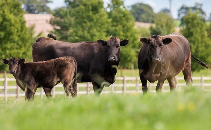 British Wagyu numbers more than double in the year