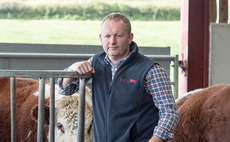 In your field: Mike Harris - 'A caesarean was the only way the calf was going to come out'