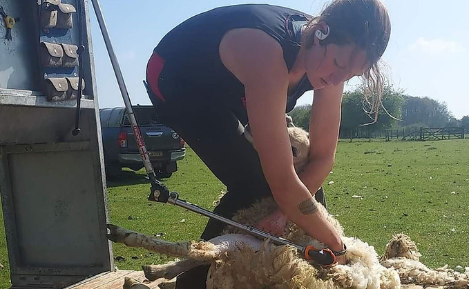 Kent farmer attempts women's shearing world record