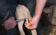  How to respond to the Defra consultation of tailing docking and castration of lambs