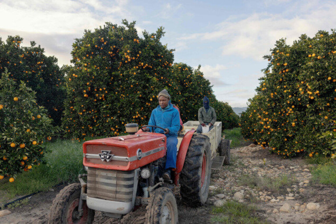 Diesel shortages threaten South Africa's citrus export season