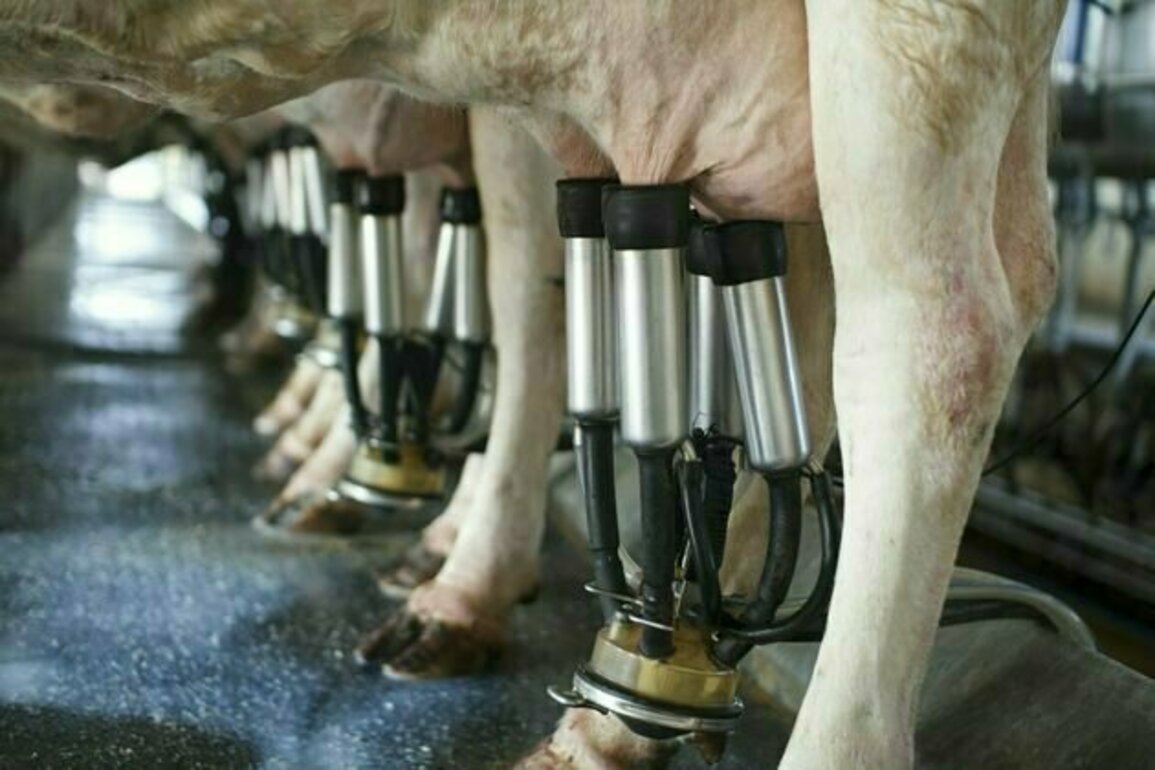 As livestock numbers grow, wild animal populations plummet. Giving all creatures a better future will take a major rethink