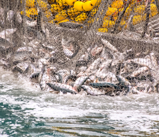 Study: UK bottom trawling fishing ban could unlock £3bn economic boost