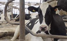 Sensor system allows for more accurate cow management