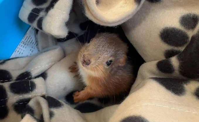 The red squirrel kit was found under a hen on a Fife farm to seek warmth and shelter after becoming separated from its mother (Scottish SPCA)