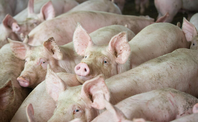 Nine pigs have been stolen from a farm in Staffordshire (Generic)