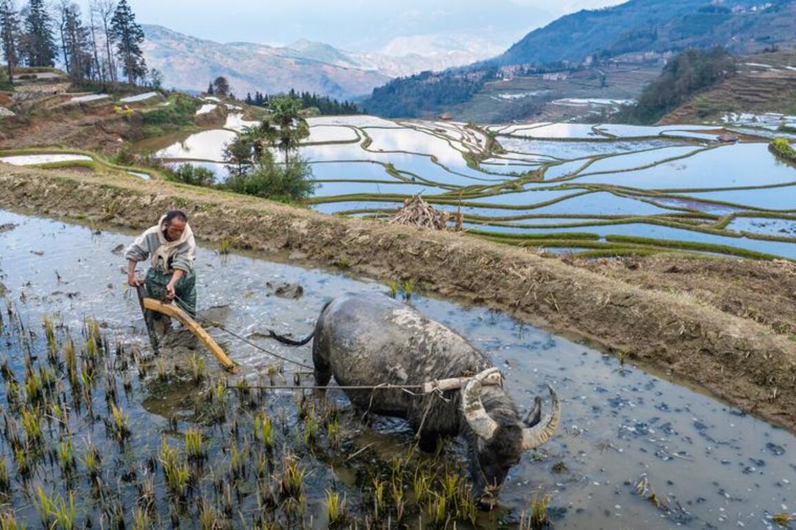 China's Hani terraces illustrate the Chinese philosophy of living in harmony with nature