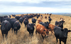 Australia hails big year for beef and sheepmeat exports