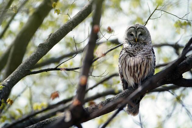 Brown- Smart forestry saves birds  and people, too