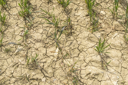 Too hot to grow: The economic costs of extreme heat