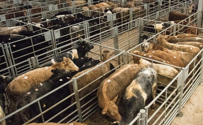 Beef market holds steady