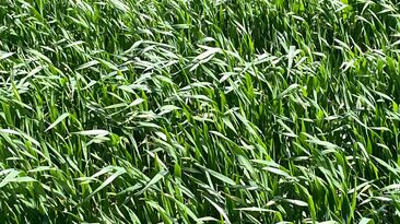 Good crop-growing conditions in August and September should see northern WA grainbelt areas on track for a terrific year. 