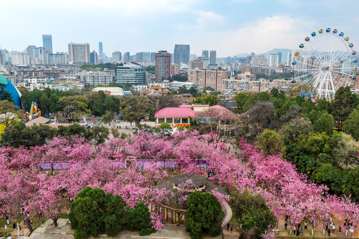 (EcoChina)CHINA-YUNNAN-KUNMING-CHERRY BLOSSOM (CN)