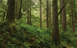 'Style and sustainability go hand in hand': Fashion brands sign up to Canopy's anti-deforestation initiative