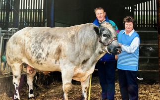 British Blue and Beltex pioneer Tom Ashton dies aged 87