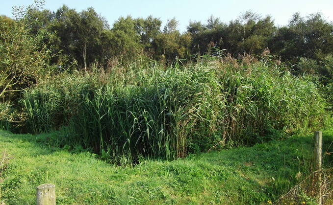 Reed beds help offer solution to reducing runoff pollution risk