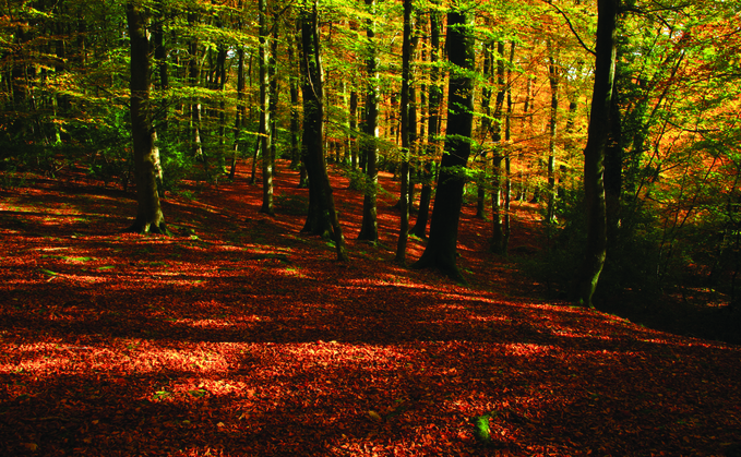 'Epidemic of climate anxiety': Woodland Trust warns nature loss is impacting mental health