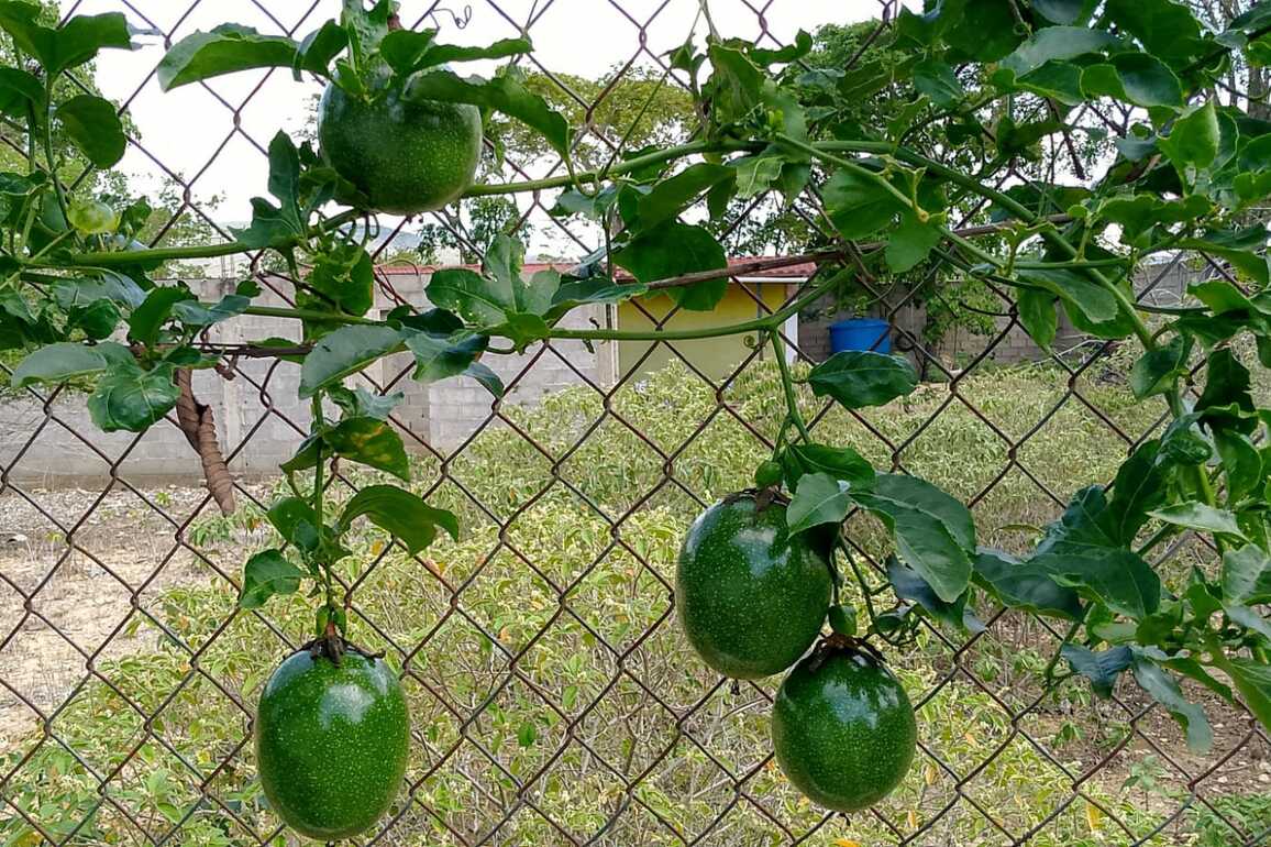 My Passion Fruit, Lara, Venezuela - Photo of the Day - Havana Times