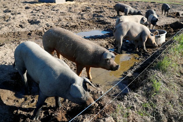 3 pig farms struck by African swine fever outbreaks in Germany