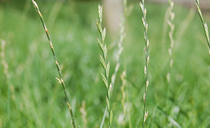 Lessons from the Italian ryegrass frontlines