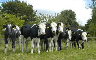 Number of beef cross dairy calves up 77% in 10 years