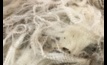  The wool market may be in for a bumpy ride next year, according to Rabobank.