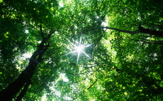 AXA pledges to invest £1.3bn in forest protection