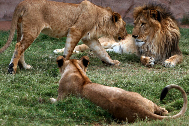 Al Ain Zoo records 390 animal births in 2025