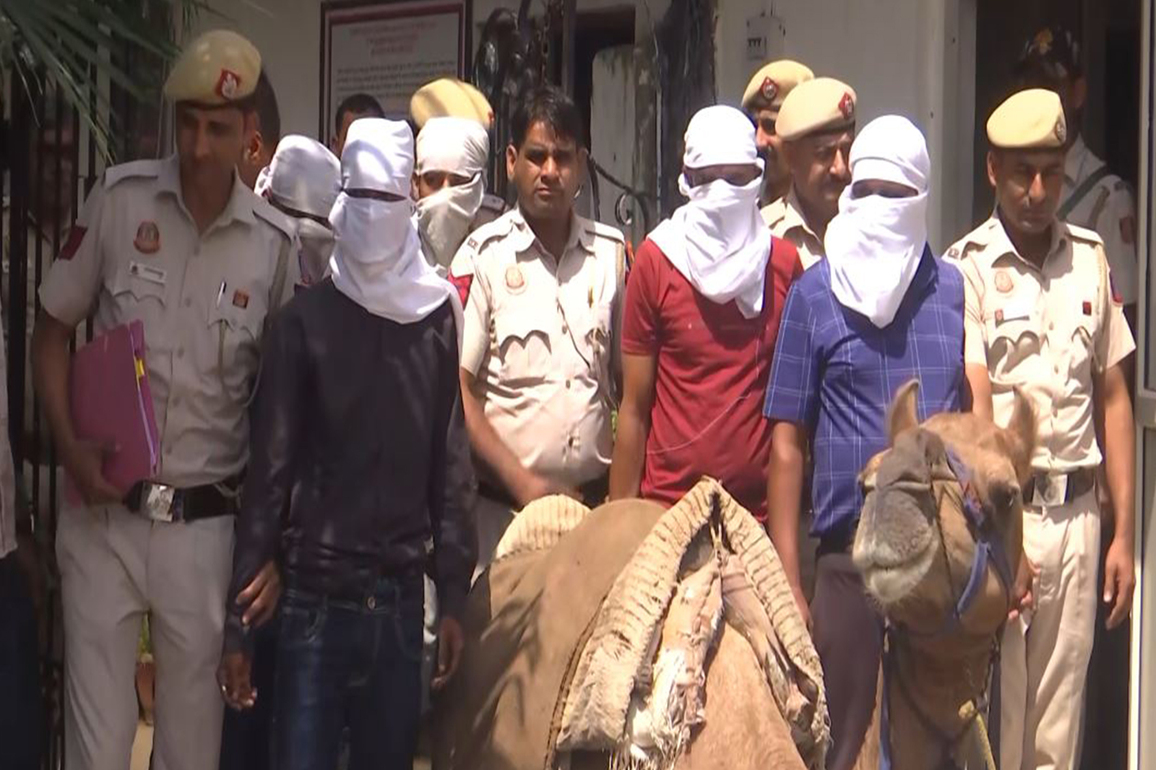 Delhi Police seizes 42 cartons of illicit liquor, 3 camels recovered; 5 held in cross-border operation