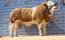 Highlights from some recent livestock sales around the UK