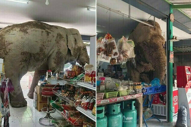wild elephant visit Thai grocery store