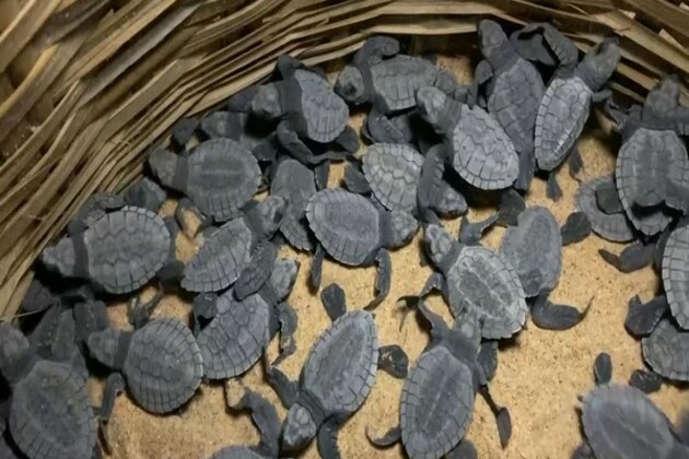 Tamil Nadu: Forest Department recovers 2,000 Turtle eggs in Thoothukudi