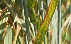 Septoria pressure building as temperatures finally rise