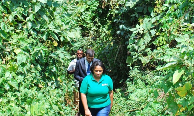 CSOs want NEMA to reverse decision on Bugoma forest give away CSOs want NEMA to reverse decision on Bugoma forest give away