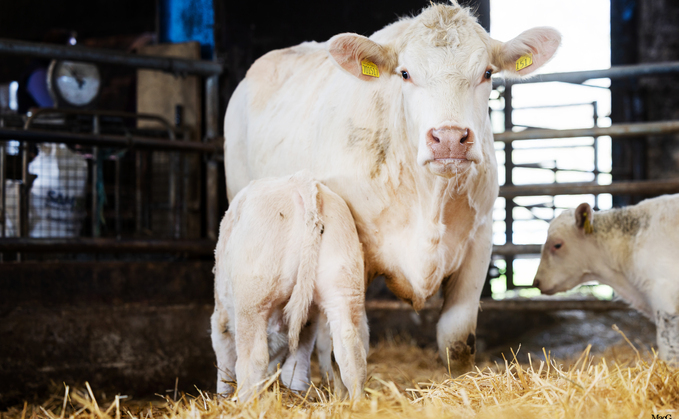Cockerington Poll Charolais herd dispersal announced