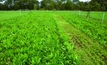 Chicory shaping up as pasture option